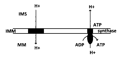 IAT (IISER) 2022 Biology - Respiration in Plants Question 2 English Option 1