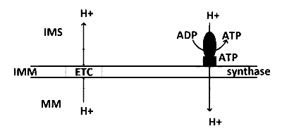 IAT (IISER) 2022 Biology - Respiration in Plants Question 2 English Option 2