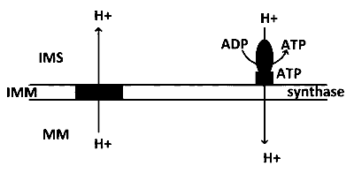 IAT (IISER) 2022 Biology - Respiration in Plants Question 2 English Option 3