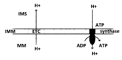 IAT (IISER) 2022 Biology - Respiration in Plants Question 2 English Option 4