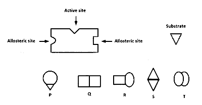 IAT (IISER) 2023 Biology - Biomolecules Question 3 English