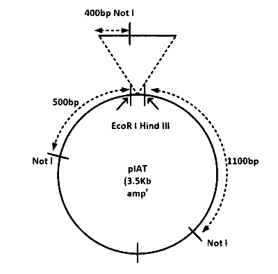 IAT (IISER) 2023 Biology - Biotechnology: Principles and Processes Question 4 English