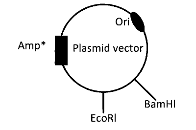 IAT (IISER) 2024 Biology - Biotechnology: Principles and Processes Question 5 English Option 1