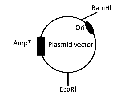 IAT (IISER) 2024 Biology - Biotechnology: Principles and Processes Question 5 English Option 2
