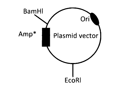 IAT (IISER) 2024 Biology - Biotechnology: Principles and Processes Question 5 English Option 3
