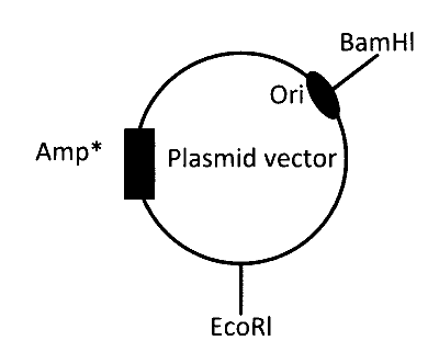 IAT (IISER) 2024 Biology - Biotechnology: Principles and Processes Question 5 English Option 4