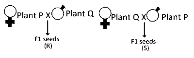 IAT (IISER) 2024 Biology - Sexual Reproduction in Flowering Plants Question 3 English
