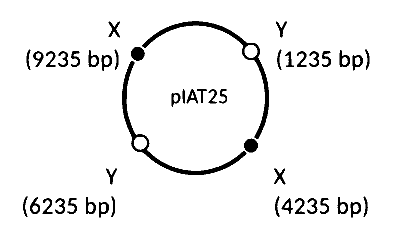 IAT (IISER) 2025 Biology - Biotechnology: Principles and Processes Question 2 English Option 1