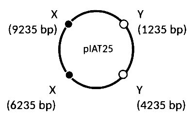 IAT (IISER) 2025 Biology - Biotechnology: Principles and Processes Question 2 English Option 2