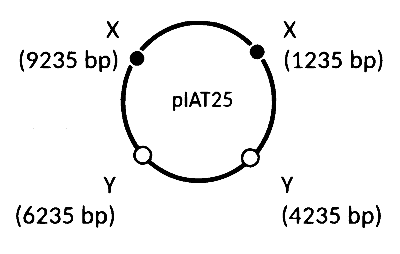 IAT (IISER) 2025 Biology - Biotechnology: Principles and Processes Question 2 English Option 3