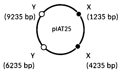 IAT (IISER) 2025 Biology - Biotechnology: Principles and Processes Question 2 English Option 4
