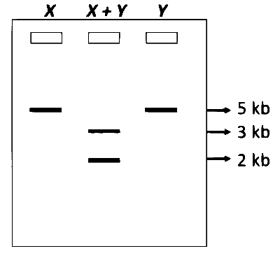 IAT (IISER) 2025 Biology - Biotechnology: Principles and Processes Question 2 English
