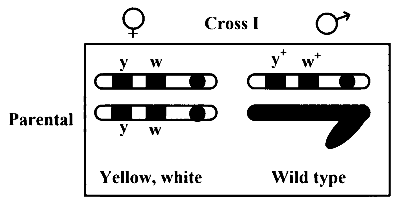MHT CET (PCB) 2024 22th April Evening Shift Biology - Principles of Inheritance and Variation Question 12 English 1