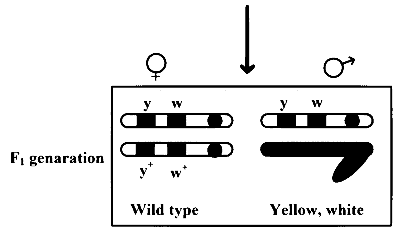 MHT CET (PCB) 2024 22th April Evening Shift Biology - Principles of Inheritance and Variation Question 12 English 2