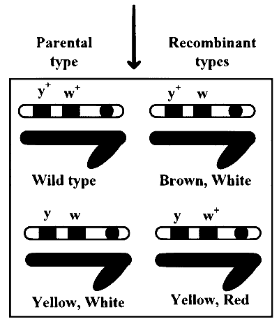 MHT CET (PCB) 2024 22th April Evening Shift Biology - Principles of Inheritance and Variation Question 12 English 3