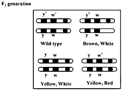 MHT CET (PCB) 2024 22th April Evening Shift Biology - Principles of Inheritance and Variation Question 12 English 4