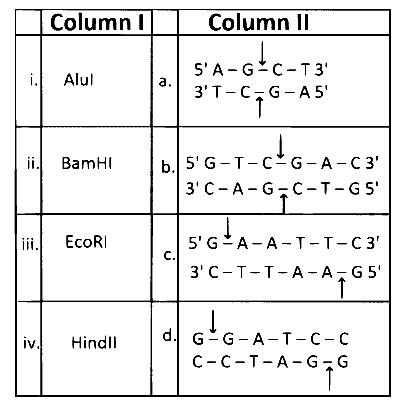 MHT CET (PCB) 2024 22th April Evening Shift Biology - Biotechnology: Principles and Processes Question 9 English