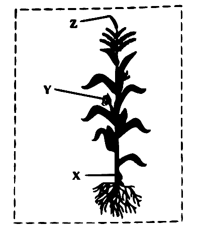 MHT CET (PCB) 2025 9th April Morning Shift Biology - Morphology of Flowering Plants Question 1 English