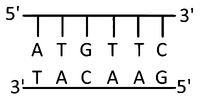 MHT CET (PCB) 2025 9th April Morning Shift Biology - Molecular Basis of Inheritance Question 1 English