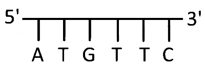 MHT CET (PCB) 2025 9th April Morning Shift Biology - Molecular Basis of Inheritance Question 1 English Option 1