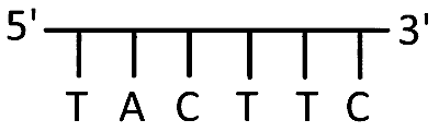 MHT CET (PCB) 2025 9th April Morning Shift Biology - Molecular Basis of Inheritance Question 1 English Option 3
