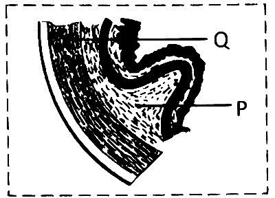 MHT CET (PCB) 2025 9th April Morning Shift Biology - Digestion and Absorption Question 1 English