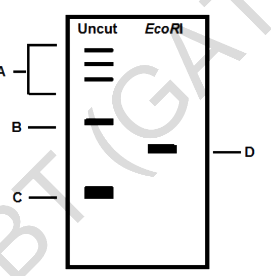 Question diagram