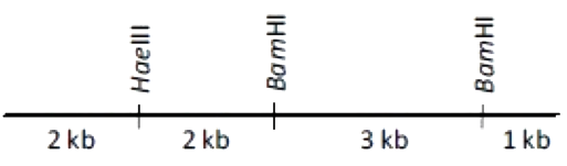Option C diagram
