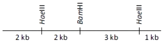 Option D diagram