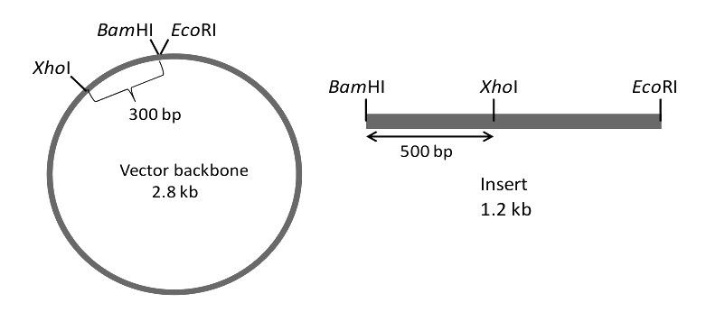 Question diagram