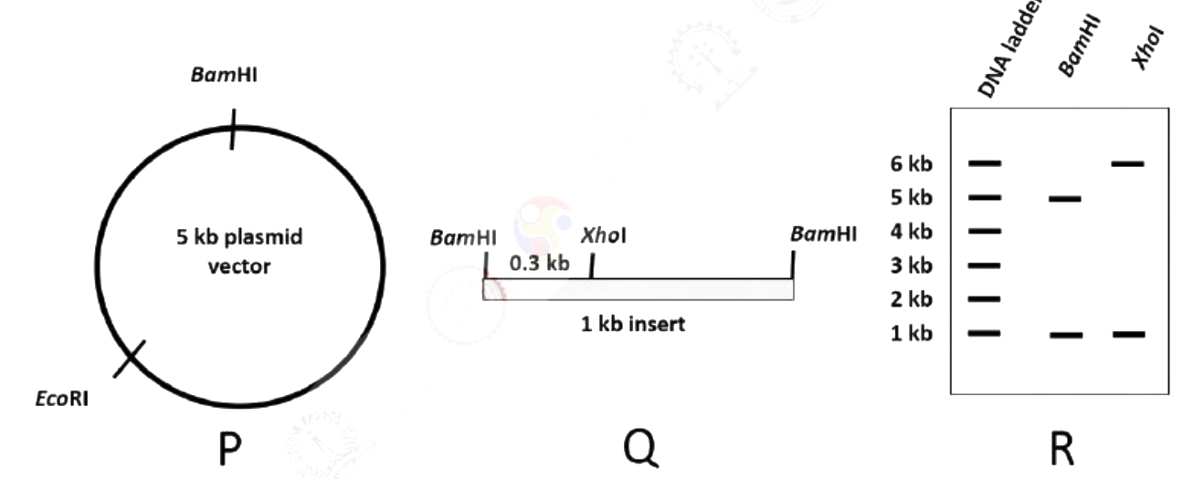 Question diagram