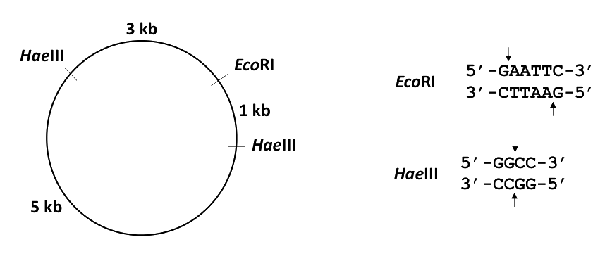 Question diagram
