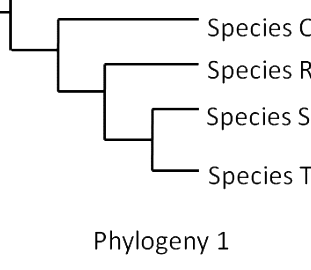 Option A diagram