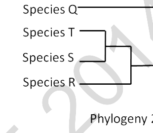 Option B diagram