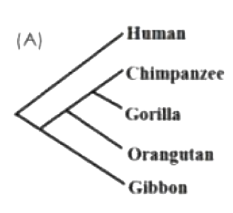 Option A diagram