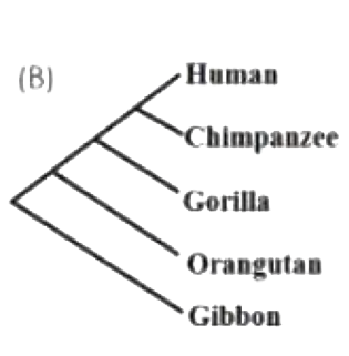 Option B diagram