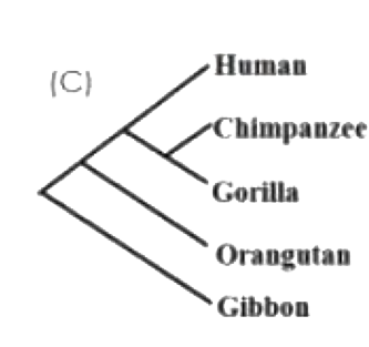 Option C diagram