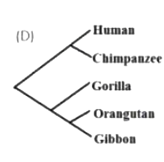 Option D diagram