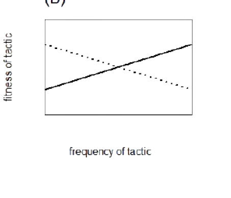 Option B diagram