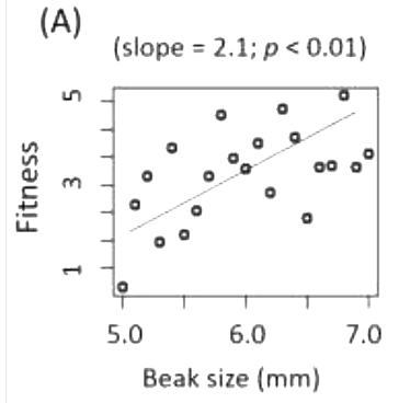 Option A diagram