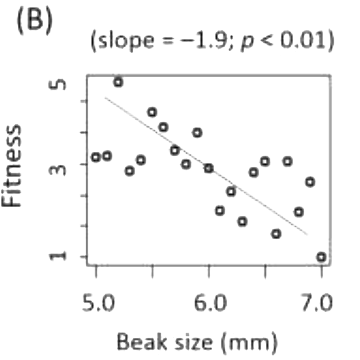 Option B diagram