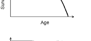 Option B diagram