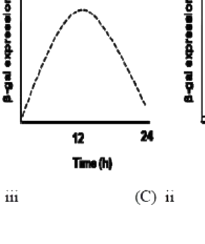 Option B diagram
