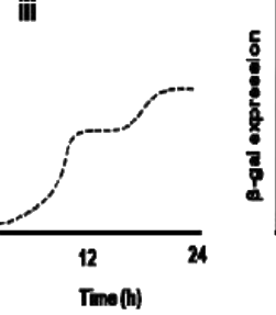 Option B diagram