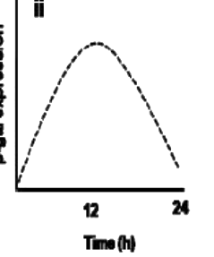 Option C diagram
