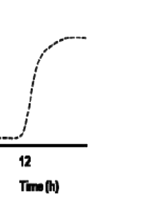 Option D diagram