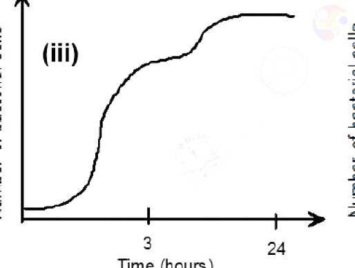Option C diagram