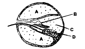AIPMT 2008 Biology - Neural Control and Coordination Question 18 English