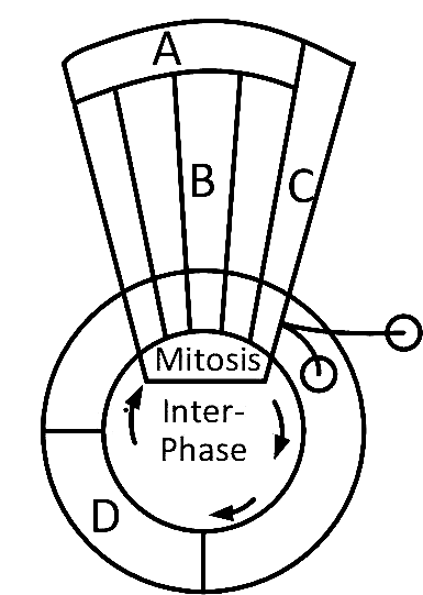 AIPMT 2009 Biology - Cell Cycle and Cell Division Question 60 English