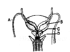 AIPMT 2009 Biology - Human Reproduction Question 65 English